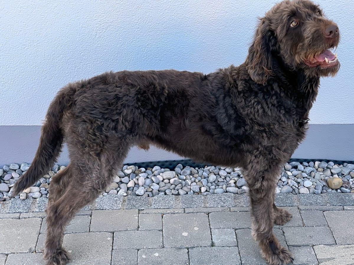 Labradoodle