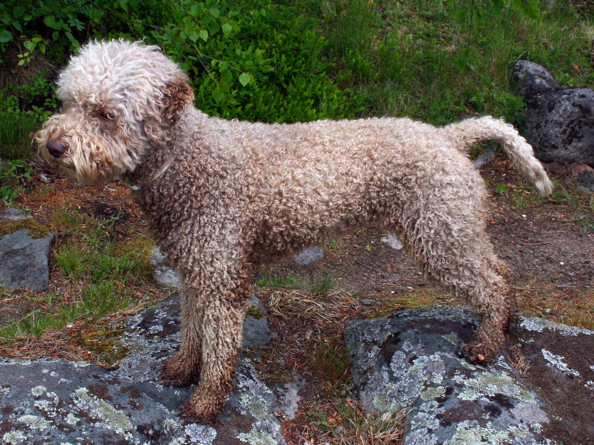 Lagotto Romagnolo