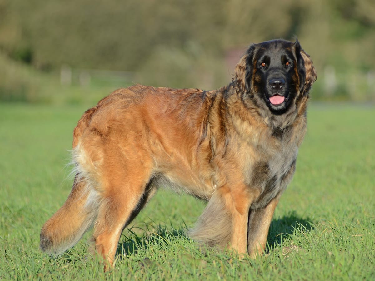 Leonberger