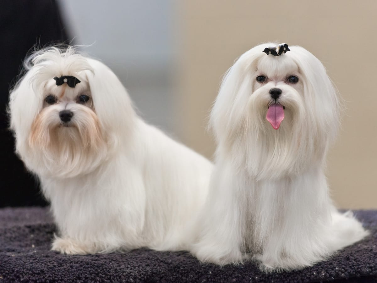 Maltese