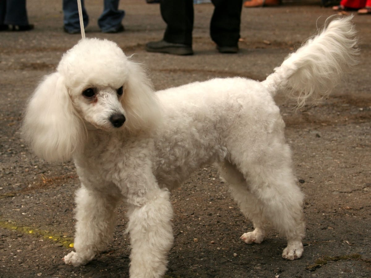 Miniature Poodle