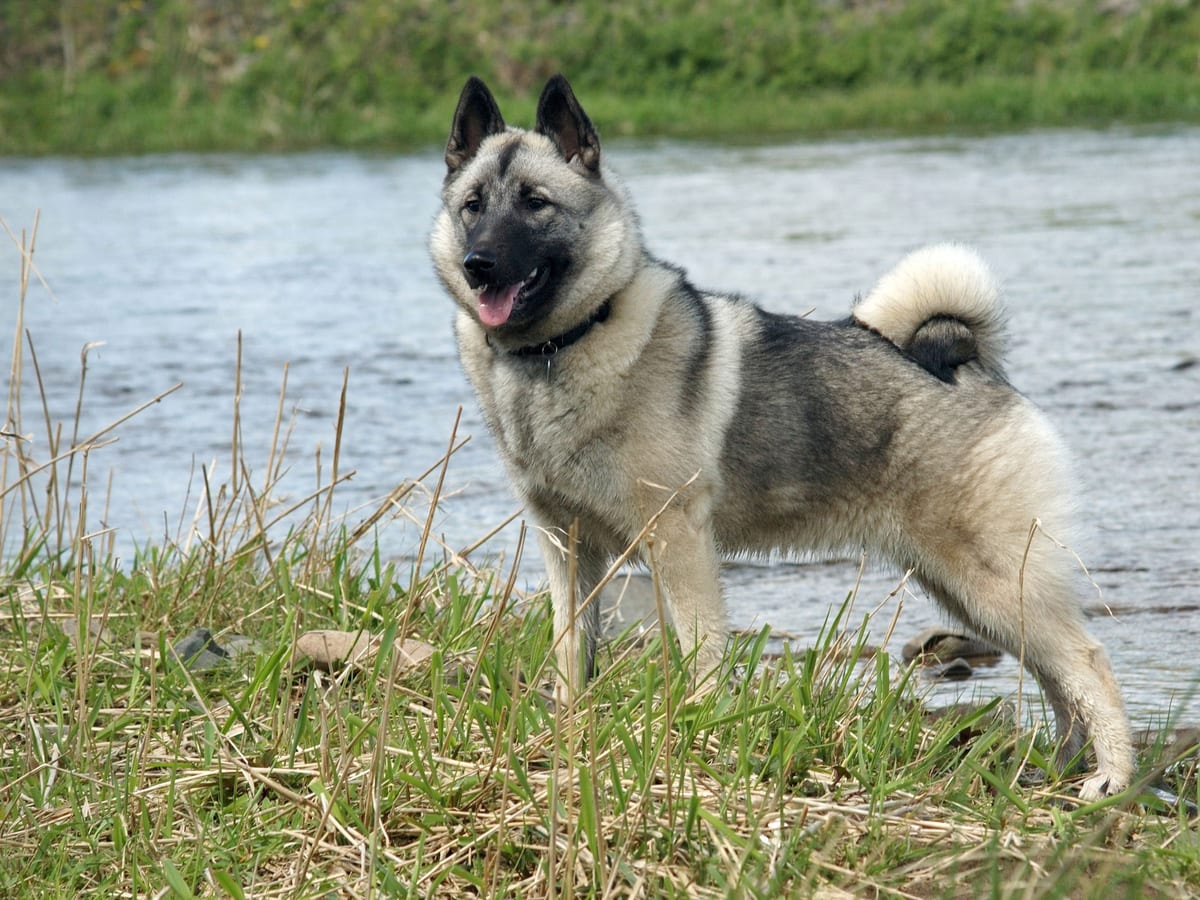 Norwegian Elkhound