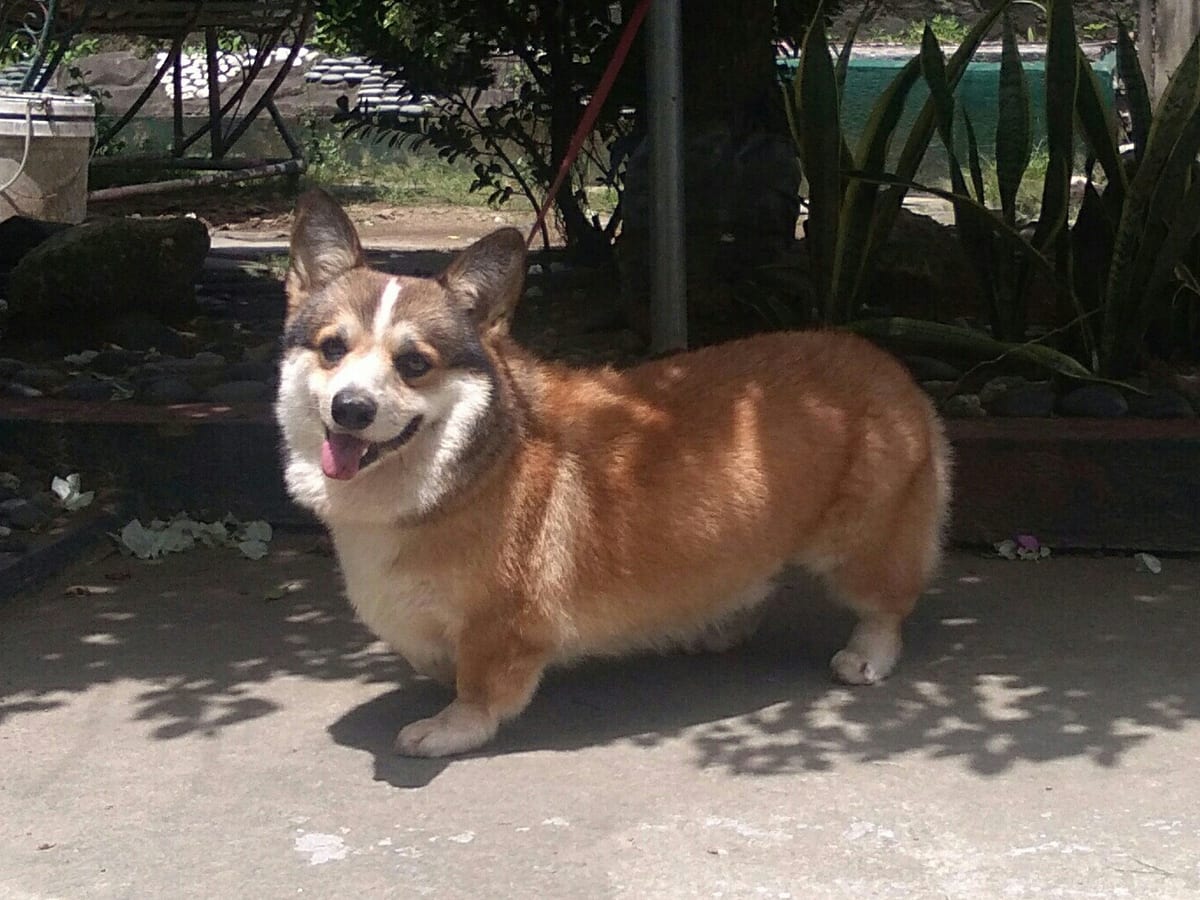 Pembroke Welsh Corgi