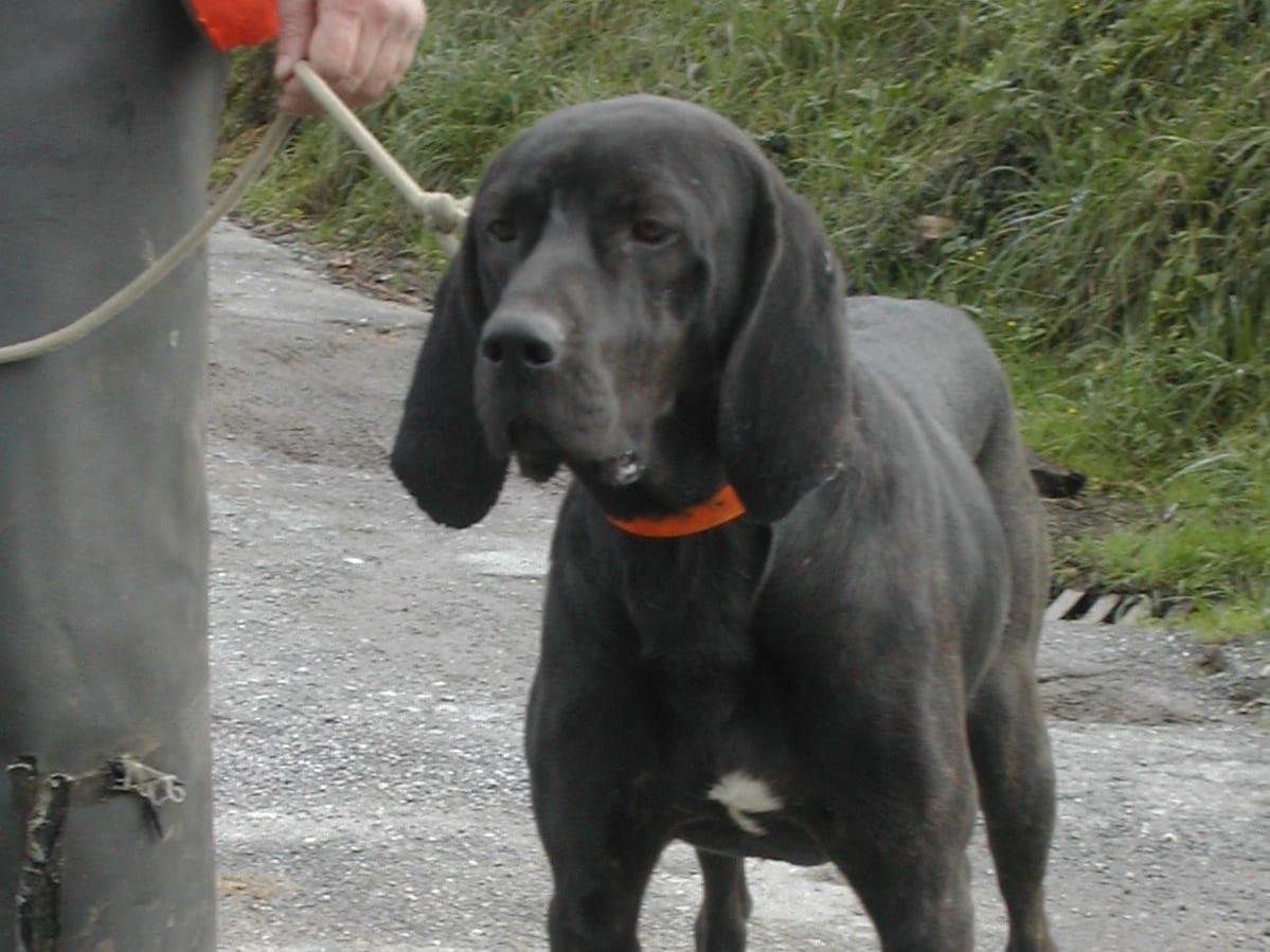 Plott Hound