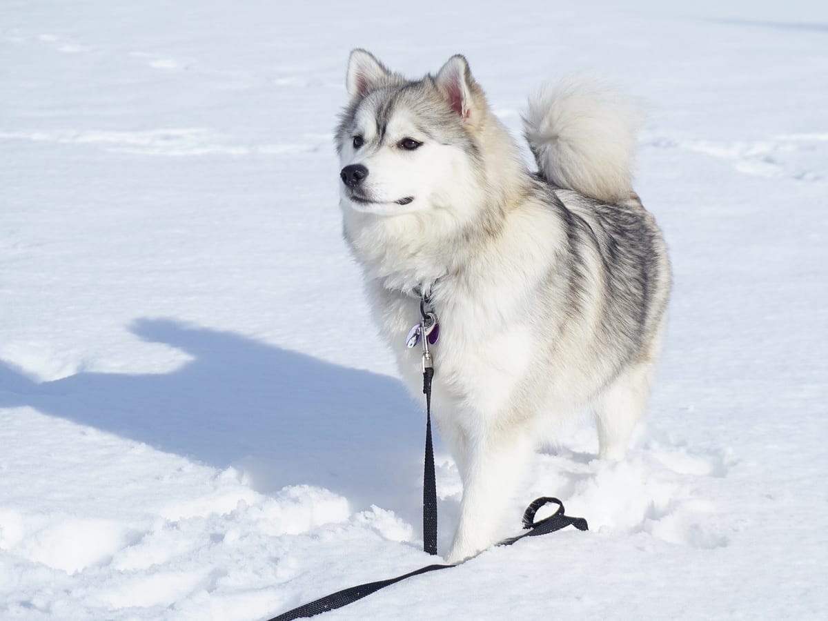 Pomsky