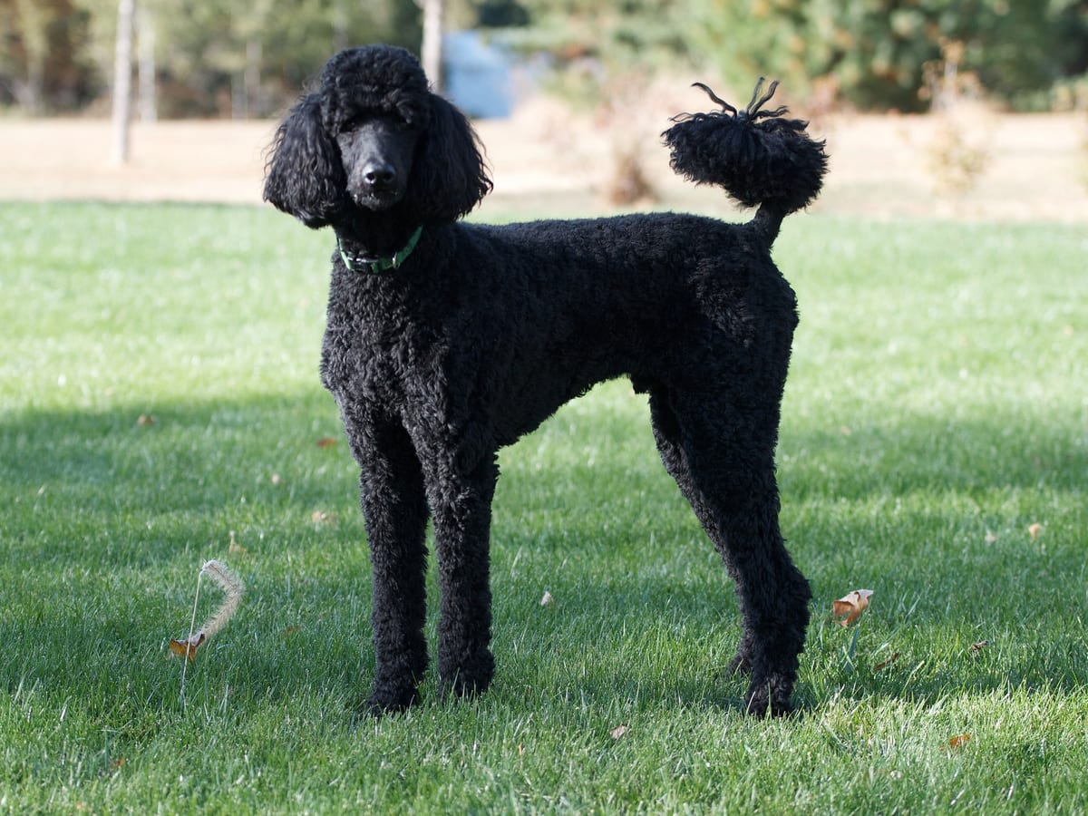Poodle (Standard)