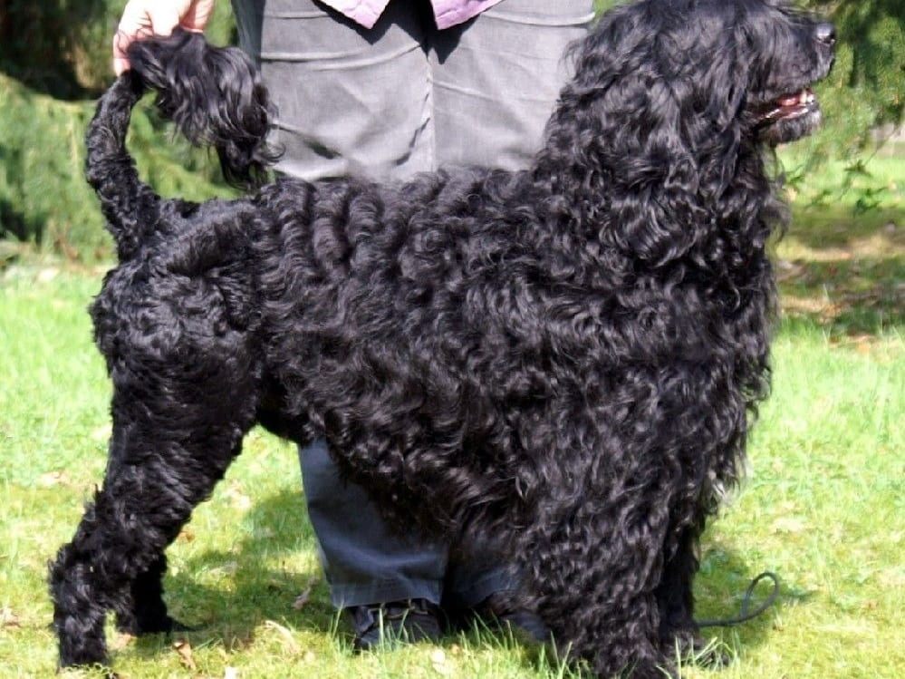 Portuguese Water Dog