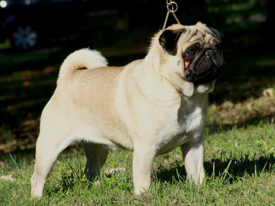 Pug