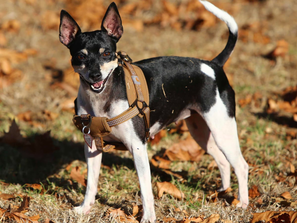 Rat Terrier