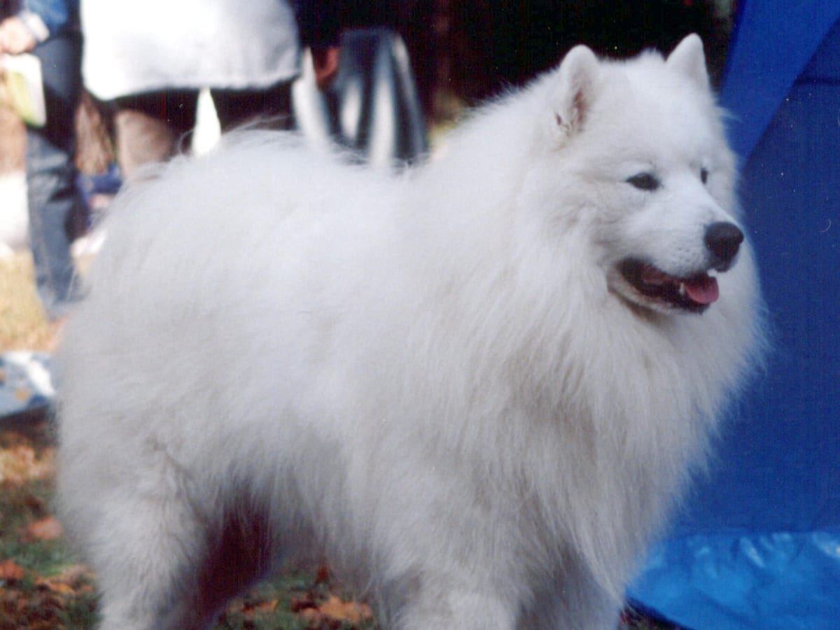 Samoyed