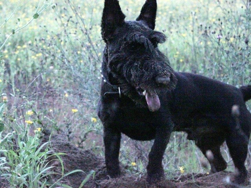 Scottish Terrier