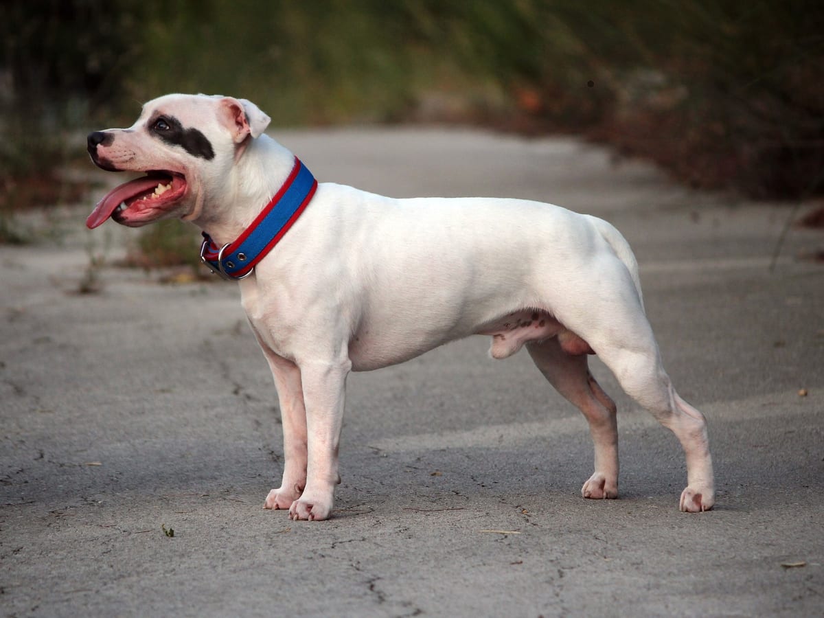 Staffordshire Bull Terrier