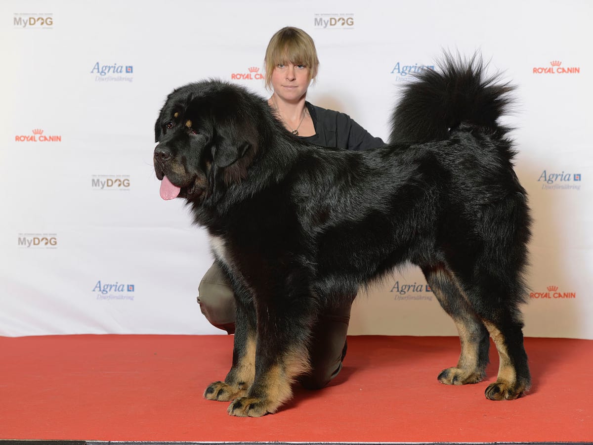 Tibetan Mastiff
