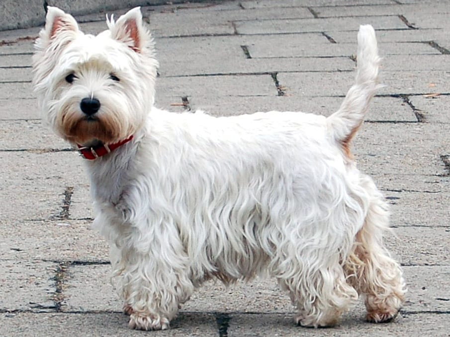 West Highland White Terrier