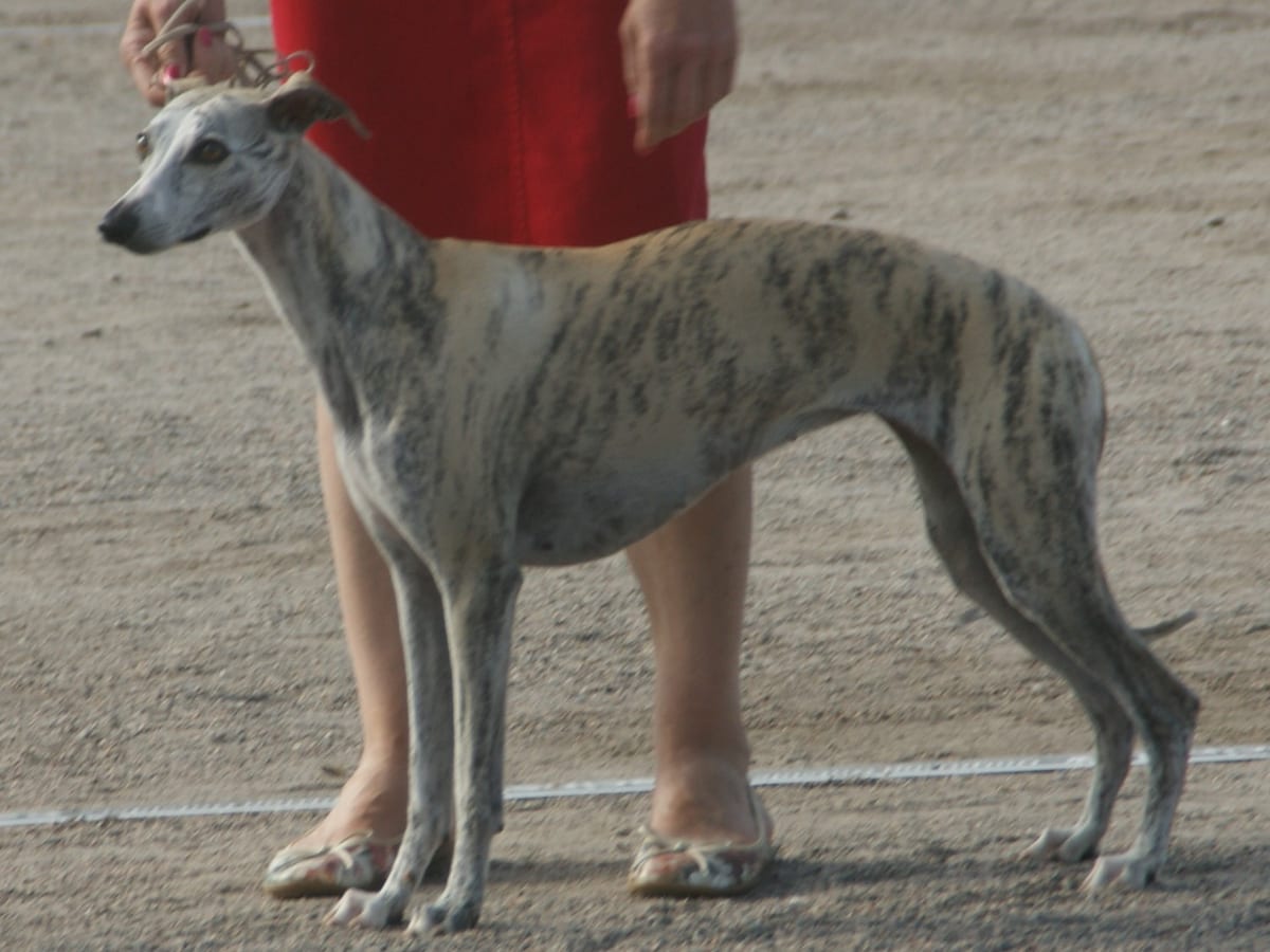 Whippet