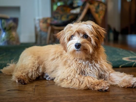 Maltipoo