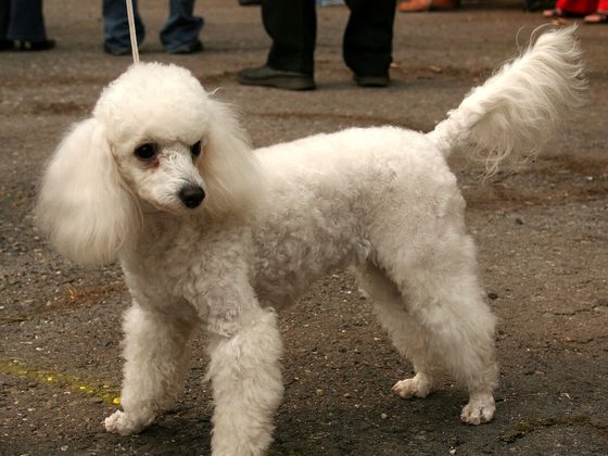 Miniature Poodle