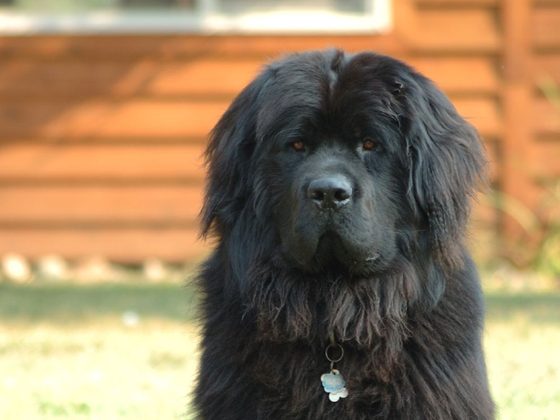 Newfoundland
