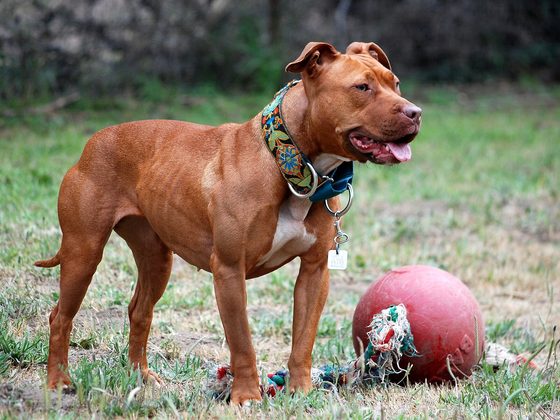 American Pit Bull Terrier