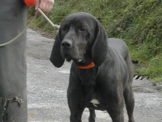 Plott Hound