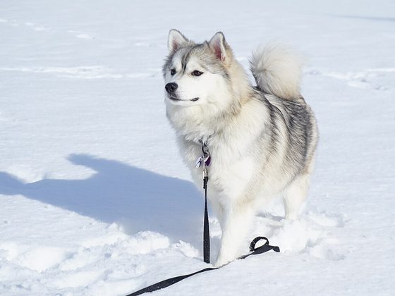 Pomsky