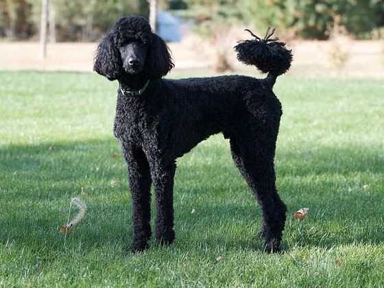 Poodle (Standard)