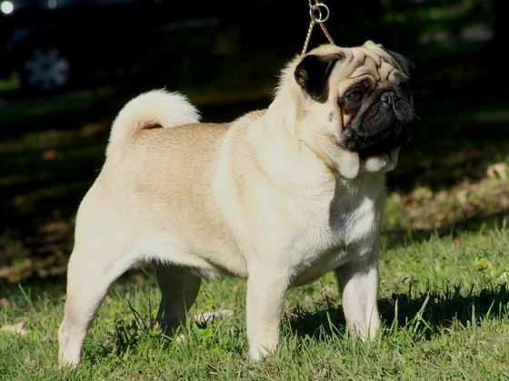 Pug