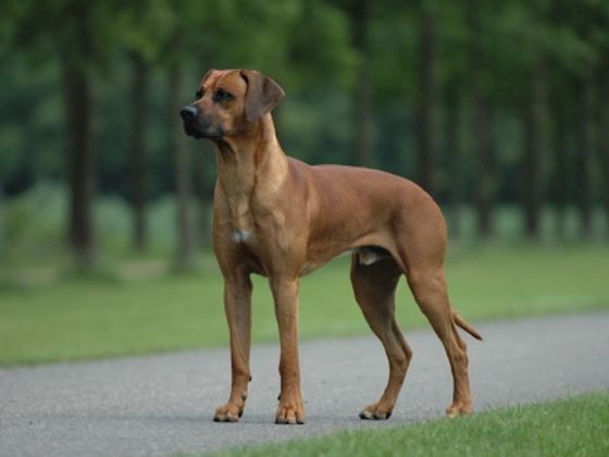 Rhodesian Ridgeback