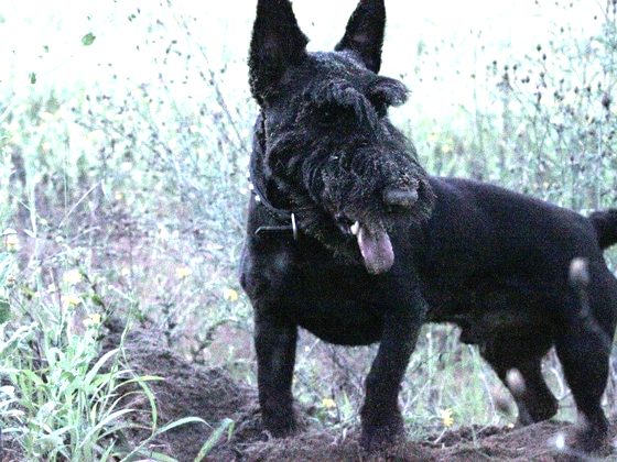 Scottish Terrier