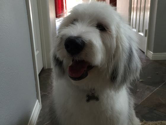 Sheepadoodle