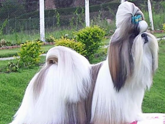 Shih Tzu