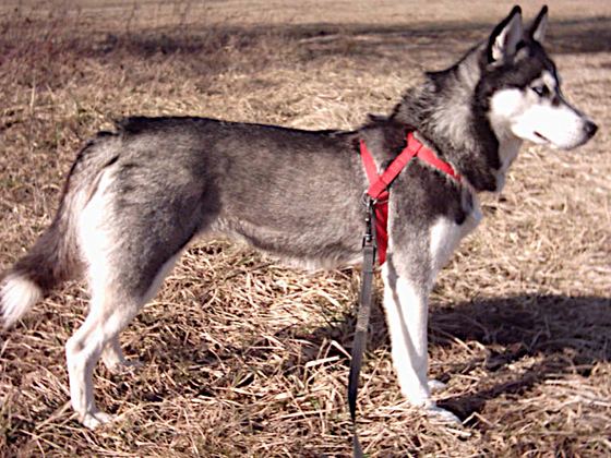 Siberian Husky