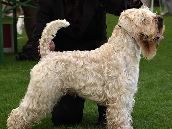 Soft Coated Wheaten Terrier