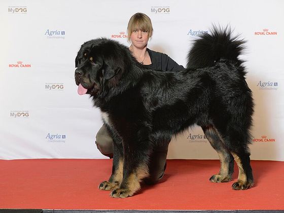 Tibetan Mastiff