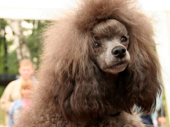 Toy Poodle