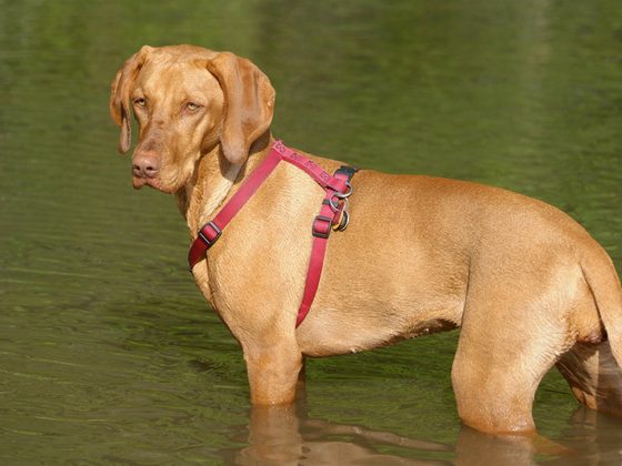 Vizsla