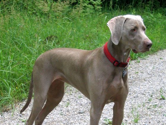 Weimaraner