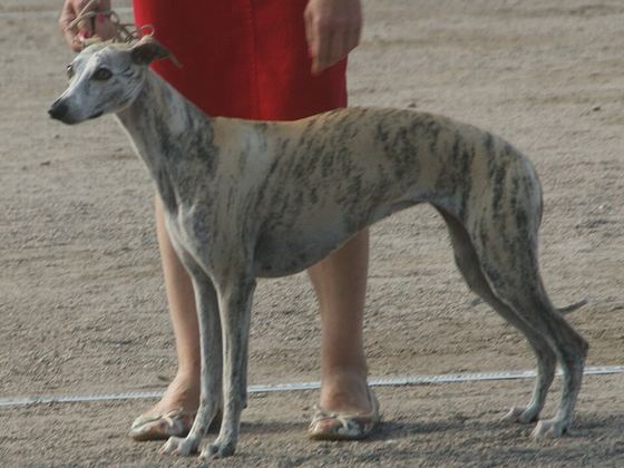 Whippet